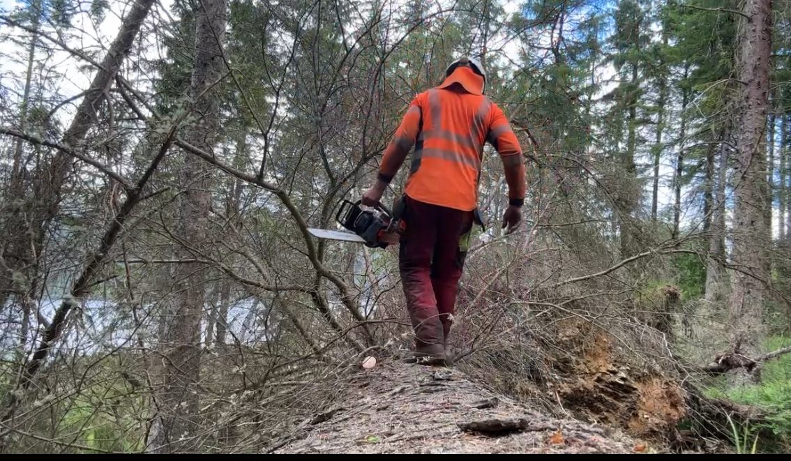 Forestry harvester working in a pine plantation