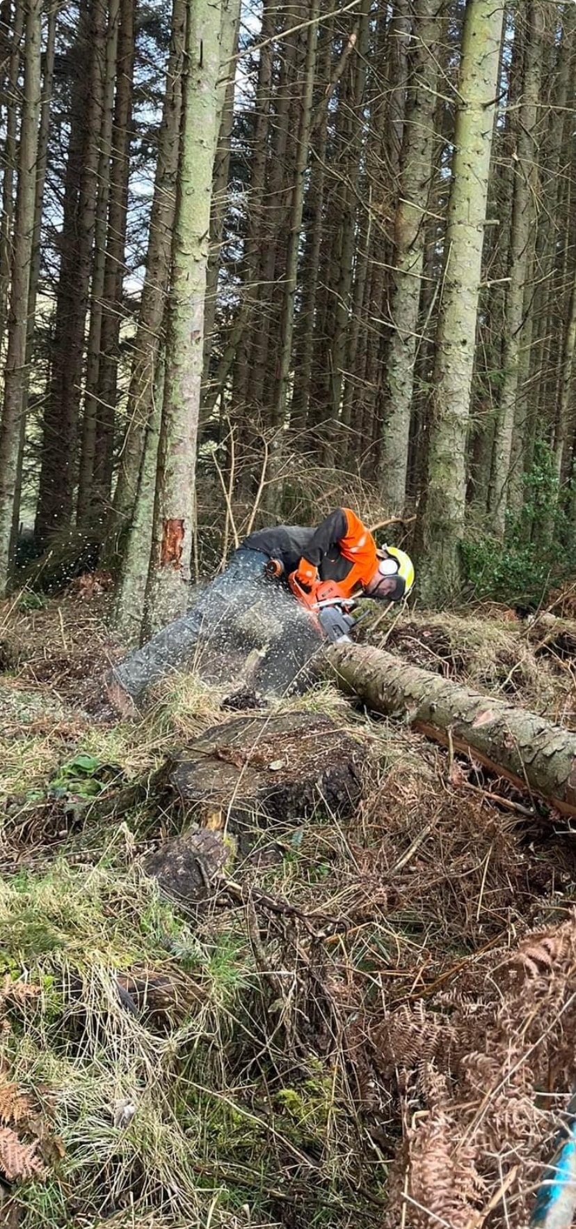 Stacked timber logs after harvesting